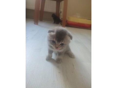 5 mayıs doğumlu scottish fold