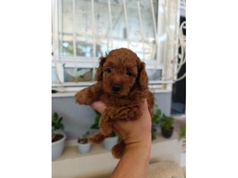 Toy poodle yavrularımız ömürlük aileleri bekliyor
