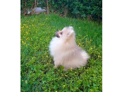 Antalya içi sahiplendirme pomeranian boo