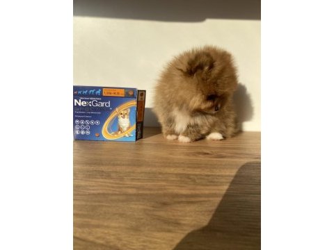 Erkek pomeranian boo micro boy