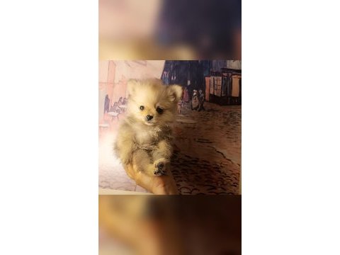 A kalite pomeranian bebeklerim
