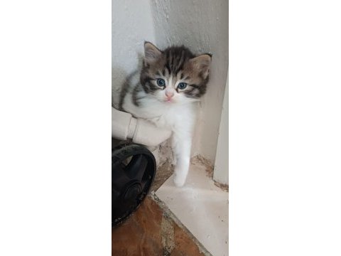 2 aylık dişi tekir kedimiz