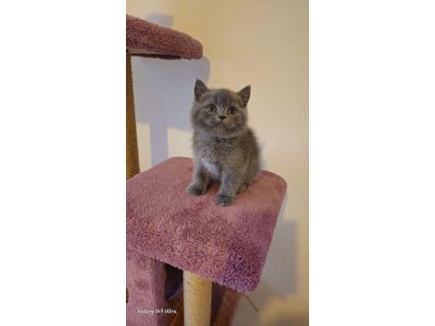 Dişi ve erkek british shorthair