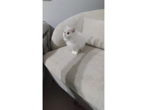 British longhair bebek