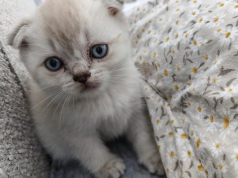 Scottish fold safkan