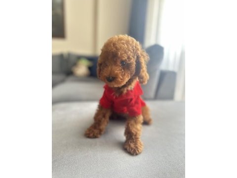 Küçük boy kahverengi toy poodle evde büyüdü