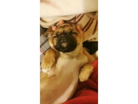 Çok güzel her eğitimi olan aile dostu pugmix