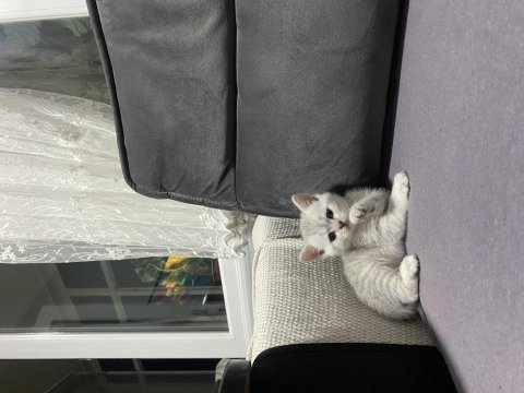 Scottish fold yavru kedilerimiz
