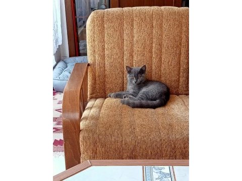 Safkan british shorthair 3 aylık yeni yuvasını arıyor