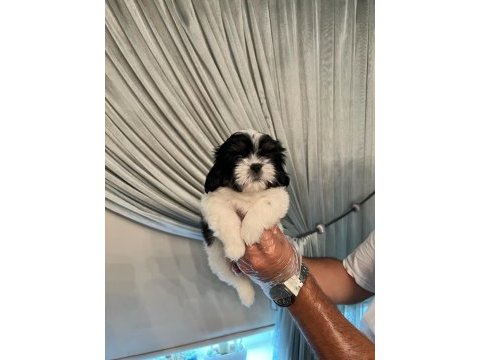 Shih tzu bebekler