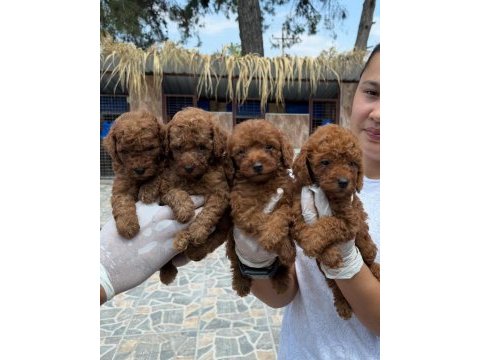 Toy poodle yavrularımız 