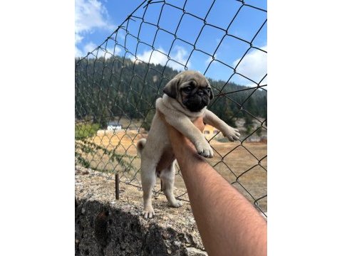 Pug mops yavrularımız sıfır burun gül kuyruk