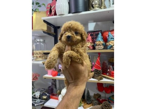 Dişi toy poodle