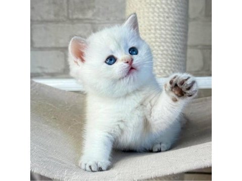 Bembeyaz top kafa yavrumuz ns1133 british shorthair 
