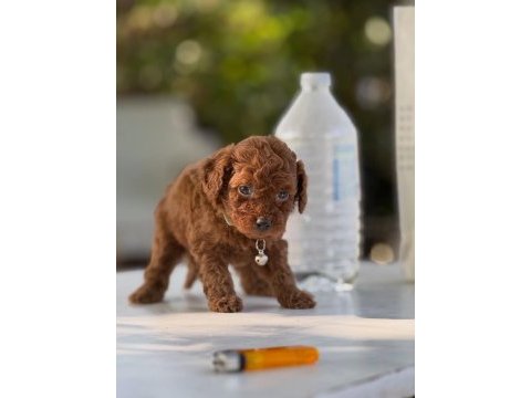Teacup boy aşılı wc eğitimli premıum poodle