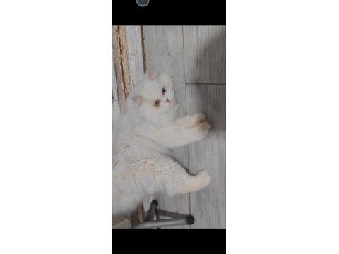 British longhair kedisi