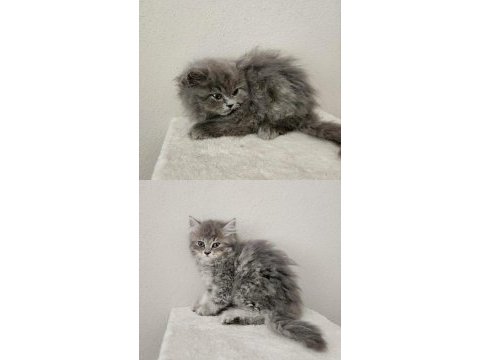 Kocaeli darıca minik pati kediler