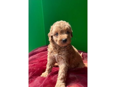 A kalite poodle ayarında kahverengi maltipoo