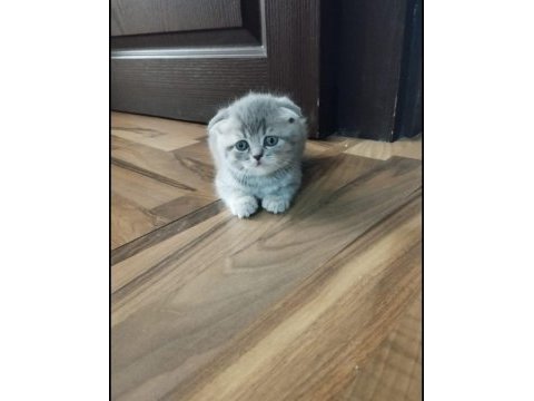 Scottish fold dişi yavrumuz