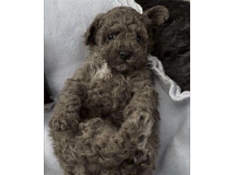 Toy poodle köpeği