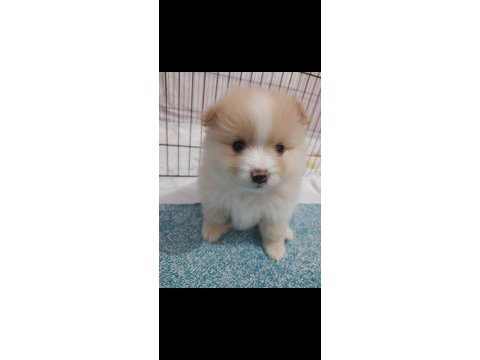 2 aylık erkek pomeranian yavrumuz (yuva arıyor)