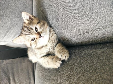 Yetişkin genç dişi ve yavru british shorthair erkek