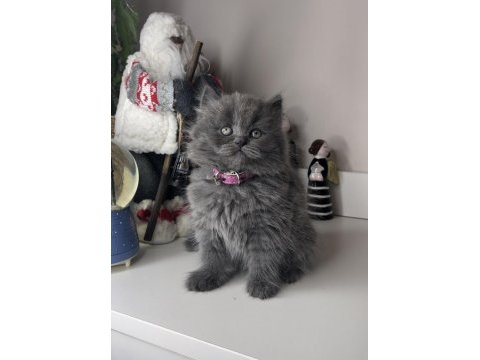 Safkan british longhair yavrularımız