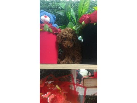 Tatlı tatlı poodle yavrumuz