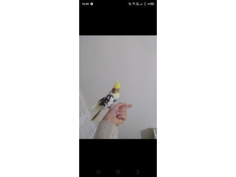 Sultan papağanımız full evcil