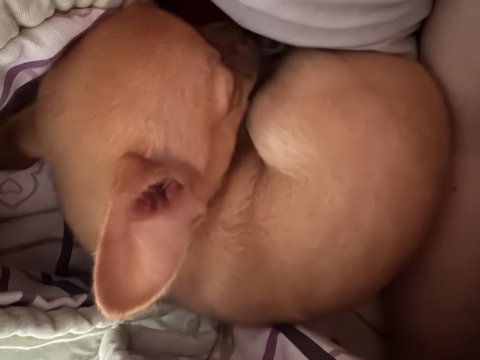 3,5 aylık pet eğitimli şivava
