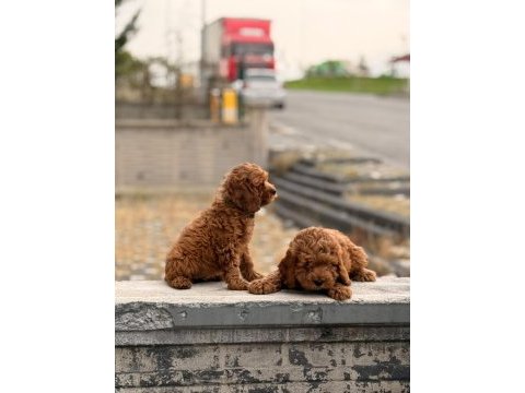 A kalite toy poodle dişi erkek yavrular