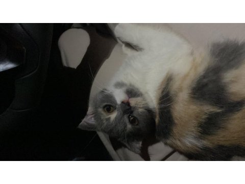 Tam eşyalı uygun fiyat kedimiz