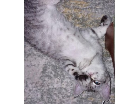 British shorthair 2 aylık antalya