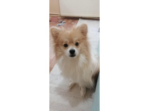 1 yaşında spitz