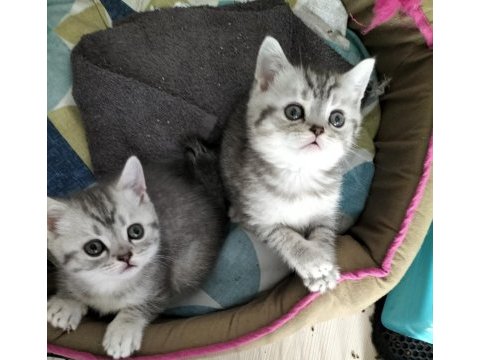 British shorthair silver tabby yavrular