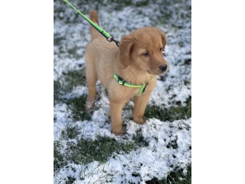 Aşıları tamamen bitmiş golden retriever yavrusu