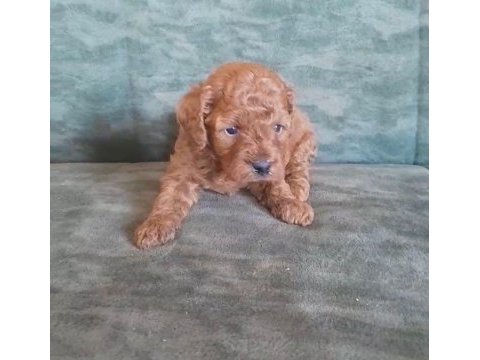 Sevgiye muhtaç poodle dostlarımızı sahiplendiriyoruz
