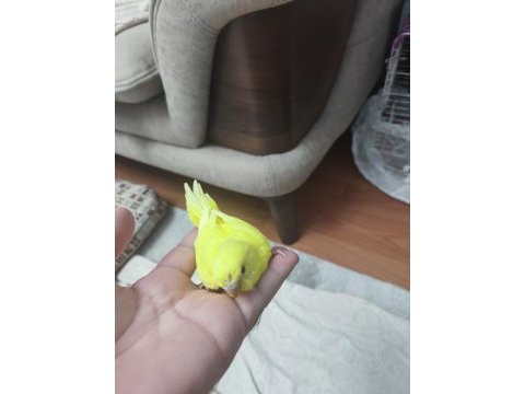 Yavru muhabbet kuşu bulunur.
