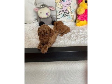 İzmir a. kalite poodle yavrular