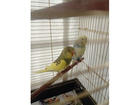 Hobi amaçlı baktığım muhabbet kuşlar