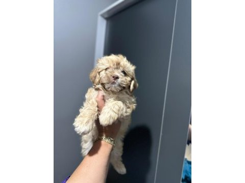Maltipoo bebek yavrular