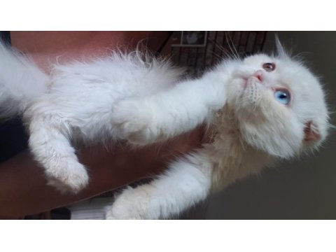 3 aylık longhair fold yavrumuz