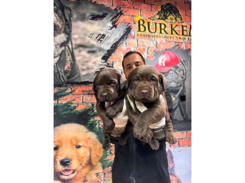 Çikolata ve siyah labrador retriever yavrularımız