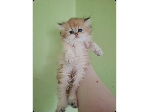 British longhair kedisi