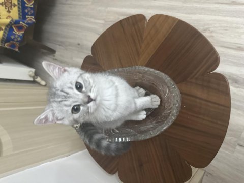 Minik kardeş kediler