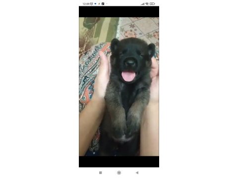 A kalite belçika kurdu beslemek isteyenler buyursun