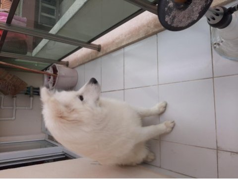 8 aylık erkek samoyed