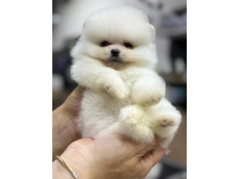 Pomeranian boo 2-3 aylık