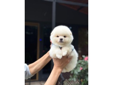 Karbeyaz pomeranian boo