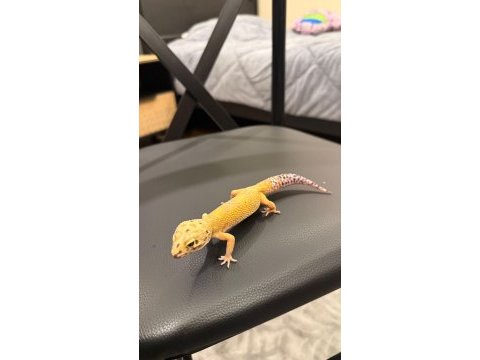 Leopard gecko